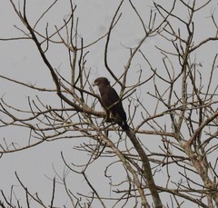 Circaetus cinerascens