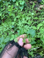 Chaerophyllum procumbens procumbens