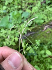 Chaerophyllum procumbens procumbens