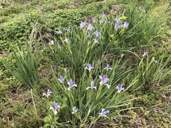 Iris oxypetala