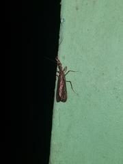 Pseudomiopteryx infuscata