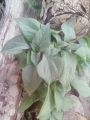 Tithonia tubaeformis