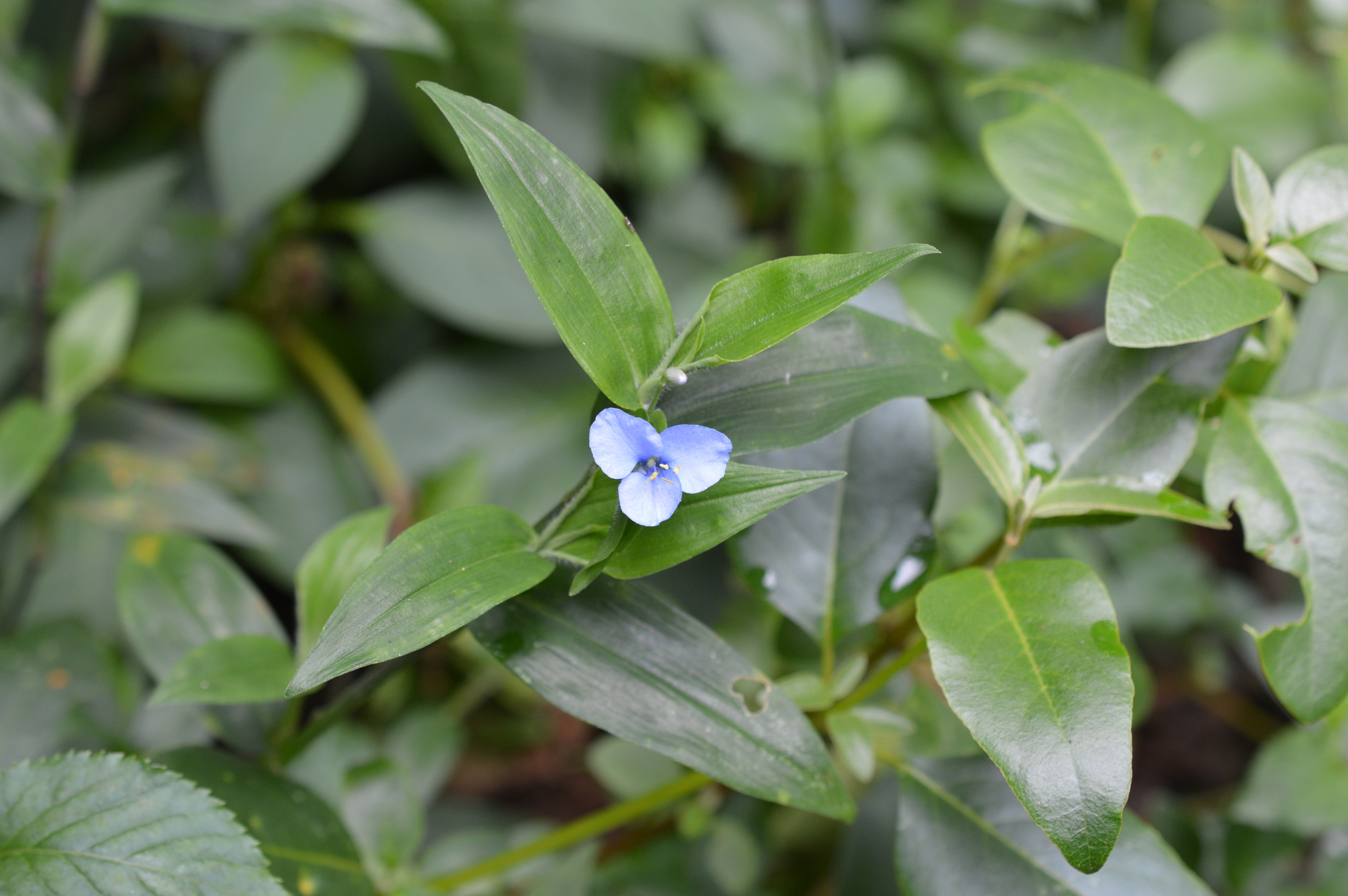 Commelina diffusa image