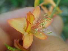 Delphinium nudicaule