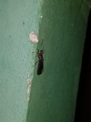 Pseudomiopteryx infuscata