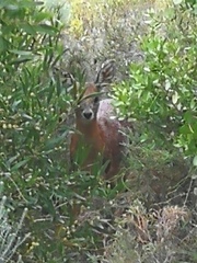 Raphicerus melanotis