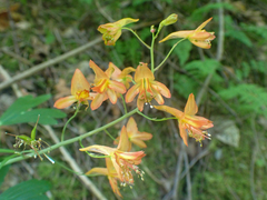 Delphinium nudicaule