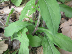 Silene baccifera