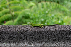 Stenocercus humeralis