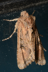 Ichneutica insignis