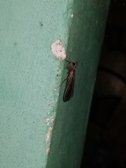 Pseudomiopteryx infuscata