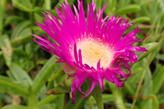 Carpobrotus dimidiatus