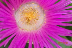 Carpobrotus dimidiatus