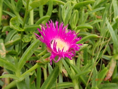 Carpobrotus dimidiatus