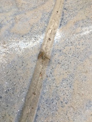 Diptera