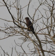 Circaetus cinerascens