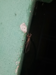 Pseudomiopteryx infuscata