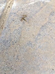 Diptera