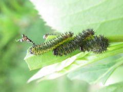 Apareophora forsythiae