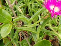 Carpobrotus dimidiatus