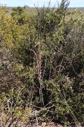Gasteria obliqua