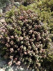 Sedum furfuraceum