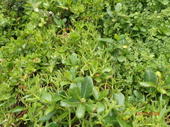 Carpobrotus dimidiatus