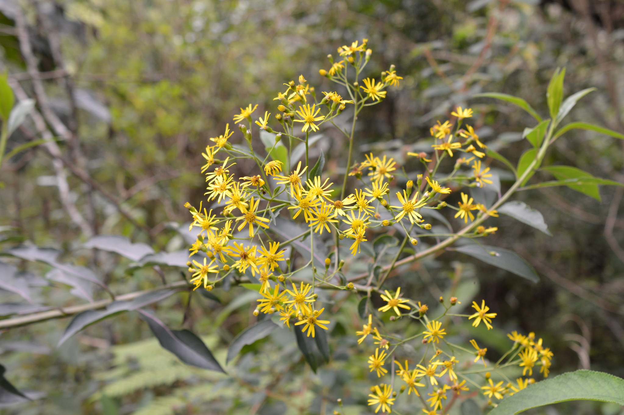 Munnozia hastifolia image