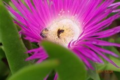 Carpobrotus dimidiatus