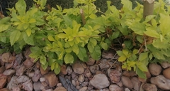 Magnoliopsida