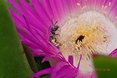 Carpobrotus dimidiatus
