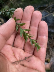 Tmesipteris horomaka