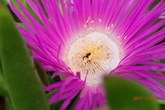 Carpobrotus dimidiatus
