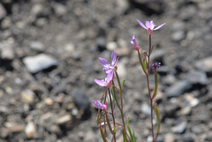 Clarkia modesta