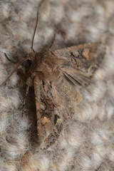 Ichneutica insignis