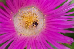 Carpobrotus dimidiatus
