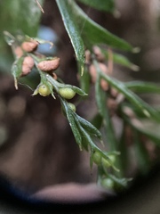 Tmesipteris horomaka