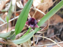Maxillaria variabilis