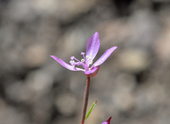 Clarkia modesta