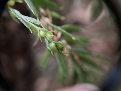 Tmesipteris horomaka