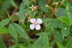 Monochaetum lineatum image