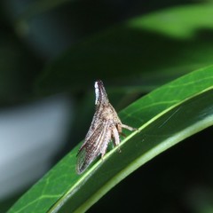 Aconophora compressa