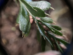 Tmesipteris horomaka