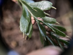 Tmesipteris horomaka