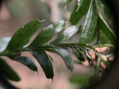 Tmesipteris horomaka