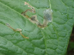 Pegomya bicolor