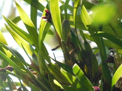 Maxillaria variabilis