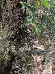 Tmesipteris horomaka