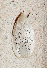 Durrantia piperatella