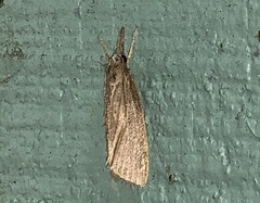 Diatraea crambidoides